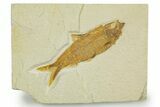 Detailed Fossil Fish (Knightia) - Wyoming #369409-1